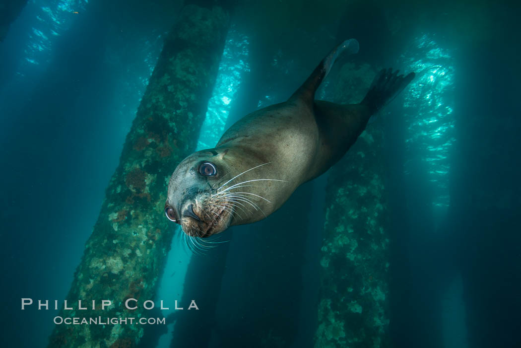 California sea lion at oil rig Eureka, underwater, among the pilings supporting the oil rig, Zalophus californianus, Long Beach