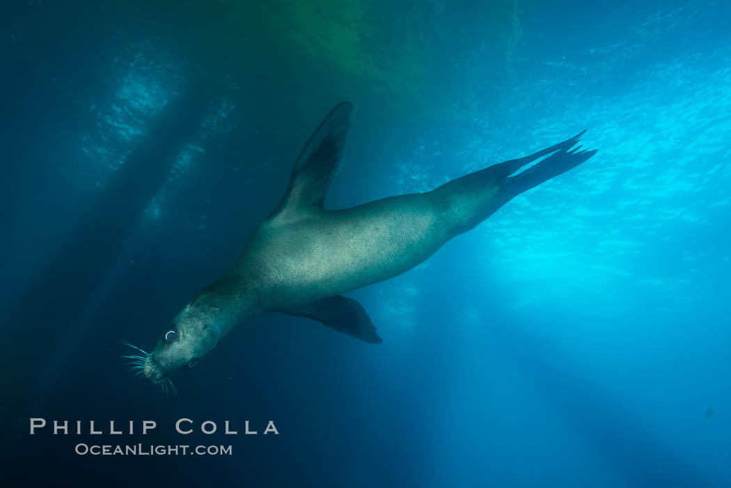 California sea lion at oil rig Eureka, underwater, among the pilings supporting the oil rig. Long Beach, USA, Zalophus californianus, natural history stock photograph, photo id 31085