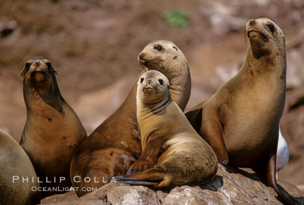 California sea lions, Coronado Islands. Coronado Islands (Islas Coronado), Baja California, Mexico, Zalophus californianus, natural history stock photograph, photo id 02160