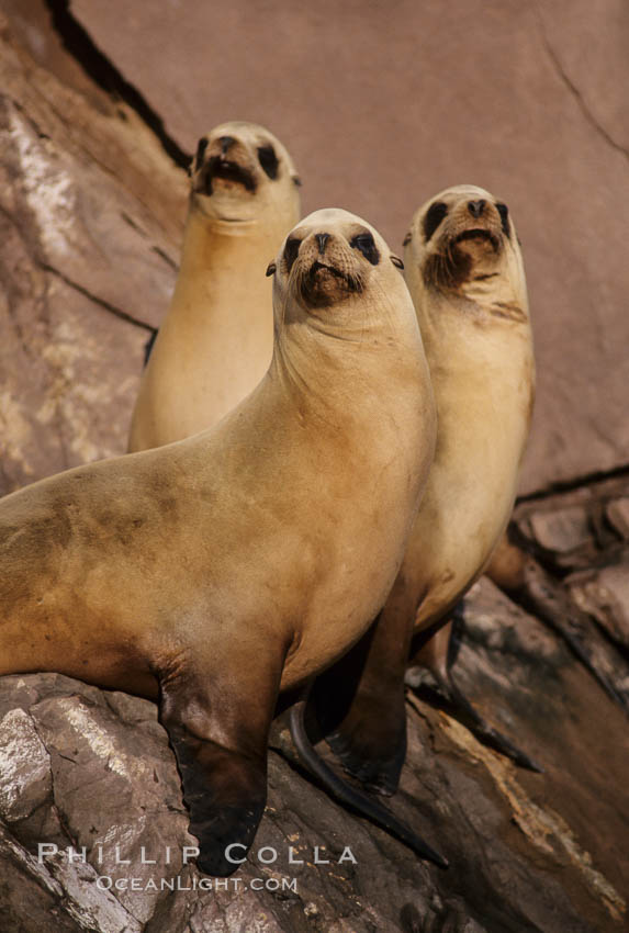 California sea lion, Coronado Islands. Coronado Islands (Islas Coronado), Baja California, Mexico, Zalophus californianus, natural history stock photograph, photo id 02920