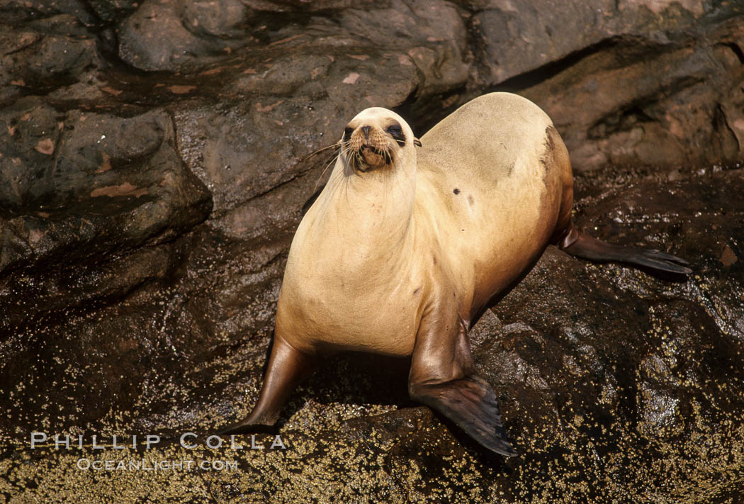 California sea lion, Coronado Islands. Coronado Islands (Islas Coronado), Baja California, Mexico, Zalophus californianus, natural history stock photograph, photo id 02924