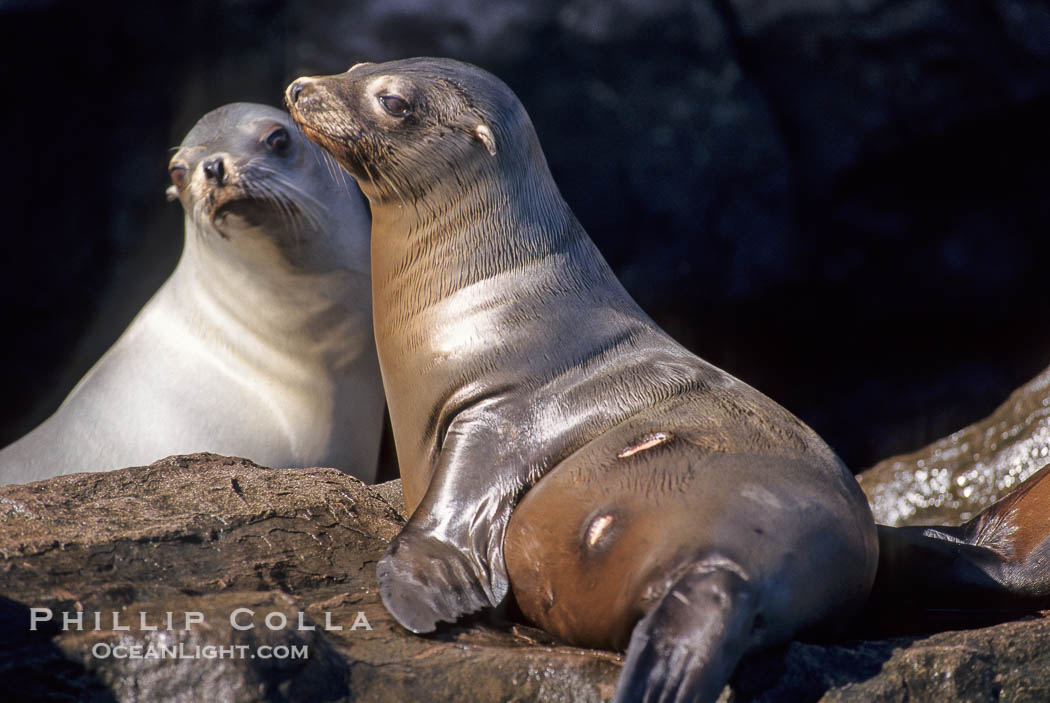 California sea lion, Coronado Islands., Zalophus californianus, natural history stock photograph, photo id 02928