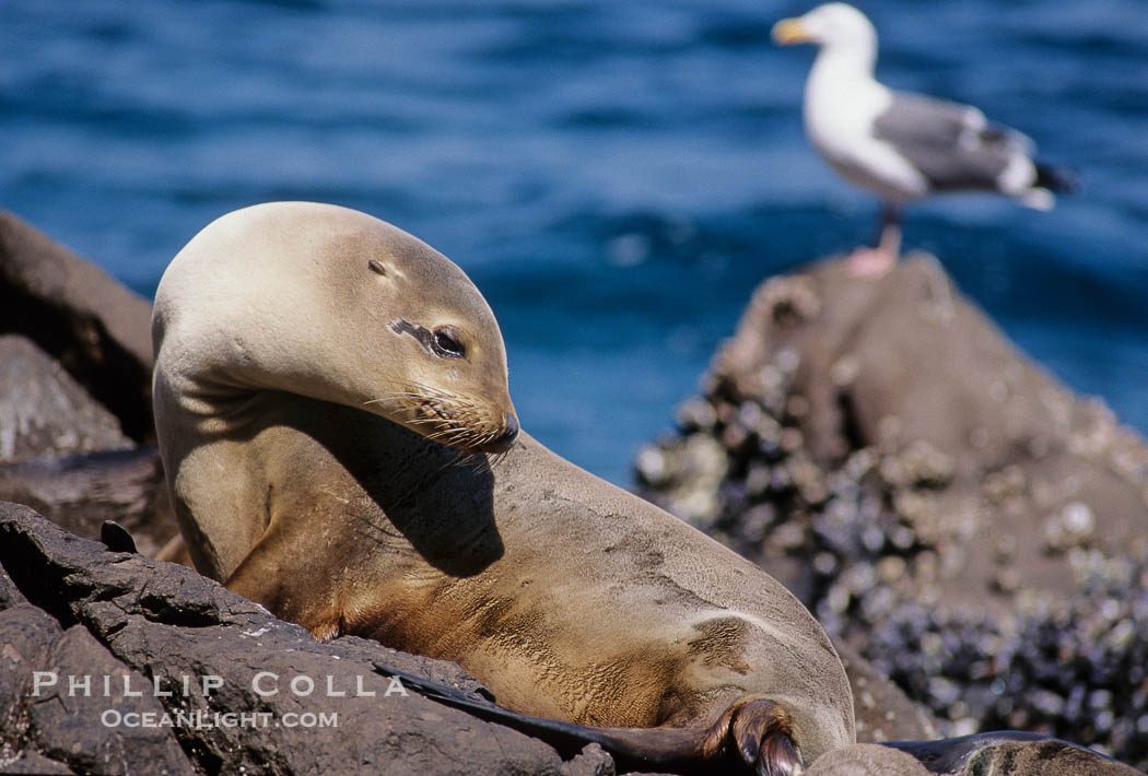 California sea lion, Coronado Islands., Zalophus californianus, natural history stock photograph, photo id 02932
