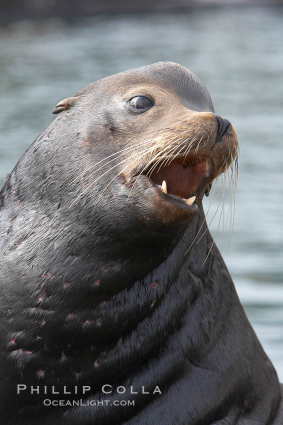 Sea lion head profile, showing small external ear, prominant forehead typical of adult males, whiskers.  This sea lion is hauled out on public docks in Astoria's East Mooring Basin.  This bachelor colony of adult males takes up residence for several weeks in late summer on public docks in Astoria after having fed upon migrating salmon in the Columbia River.  The sea lions can damage or even sink docks and some critics feel that they cost the city money in the form of lost dock fees. Oregon, USA, Zalophus californianus, natural history stock photograph, photo id 19420