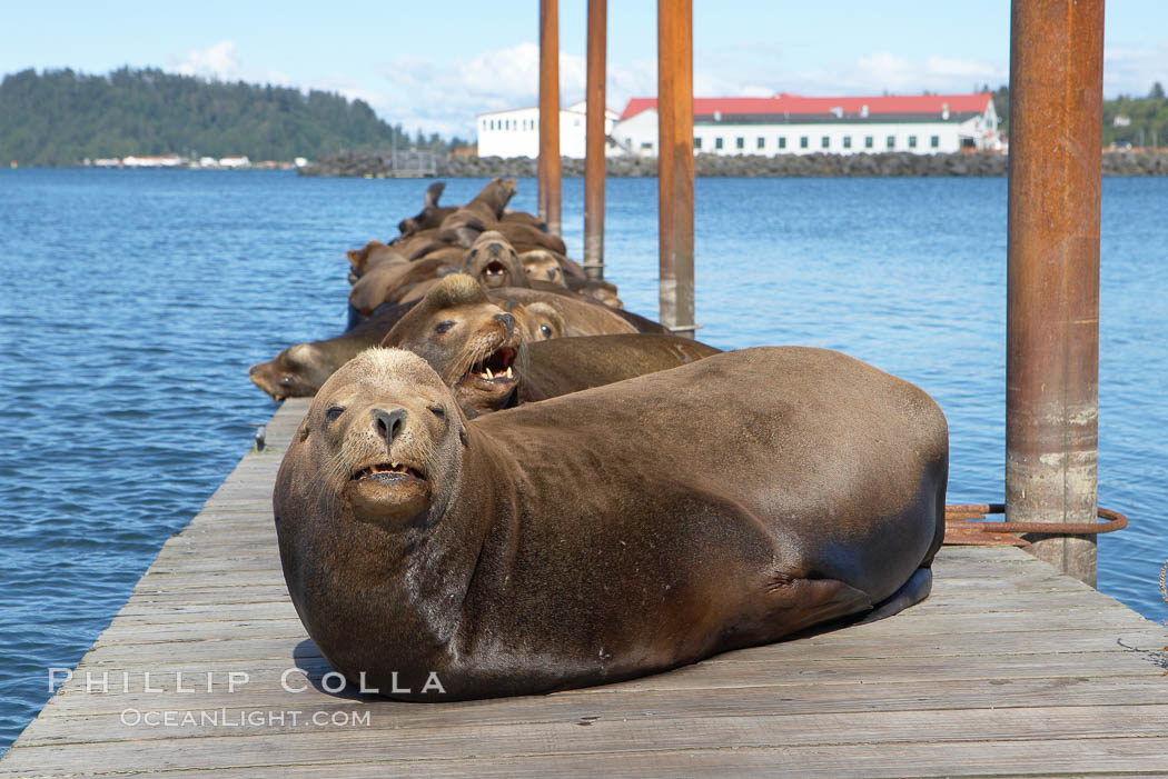 Sea lions hauled out on public docks in Astoria's East Mooring Basin.  This bachelor colony of adult males takes up residence for several weeks in late summer on public docks in Astoria after having fed upon migrating salmon in the Columbia River.  The sea lions can damage or even sink docks and some critics feel that they cost the city money in the form of lost dock fees. Oregon, USA, Zalophus californianus, natural history stock photograph, photo id 19424