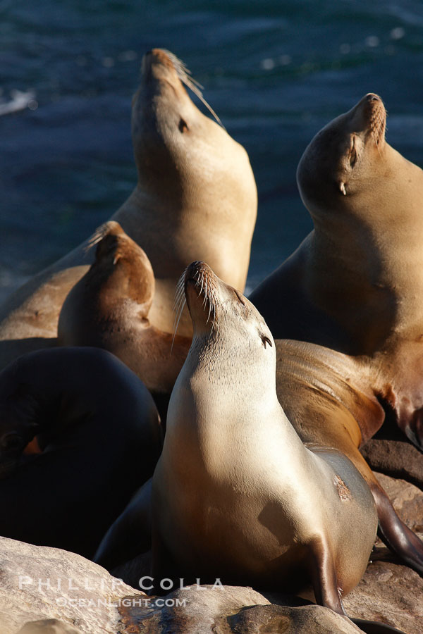 California sea lions, hauled out on rocks beside the ocean, resting in the sun., Zalophus californianus, natural history stock photograph, photo id 22280