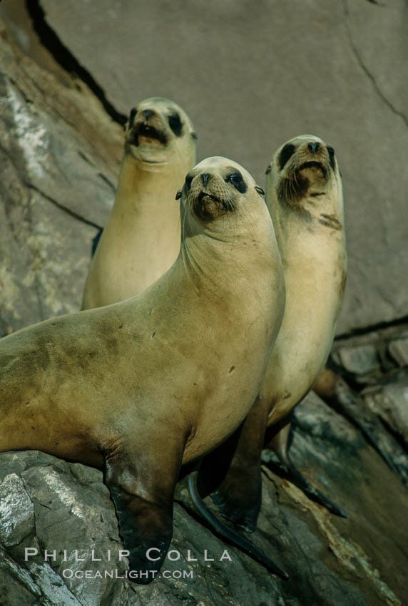 California sea lions, Coronado Islands. Coronado Islands (Islas Coronado), Baja California, Mexico, Zalophus californianus, natural history stock photograph, photo id 02151