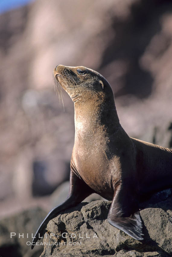 California sea lion, Coronado Islands. Coronado Islands (Islas Coronado), Baja California, Mexico, Zalophus californianus, natural history stock photograph, photo id 02163