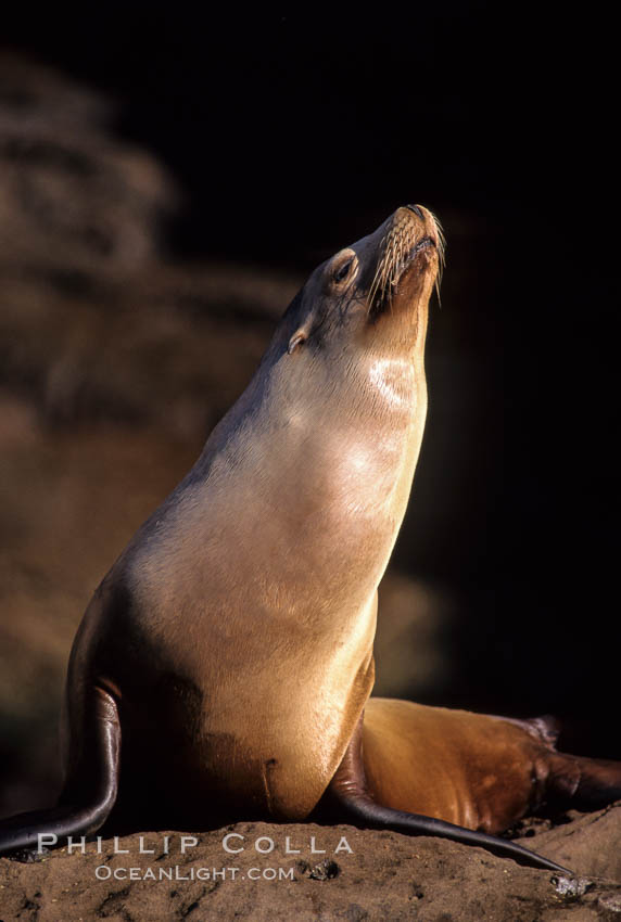 California sea lion, Coronado Islands. Coronado Islands (Islas Coronado), Baja California, Mexico, Zalophus californianus, natural history stock photograph, photo id 02919