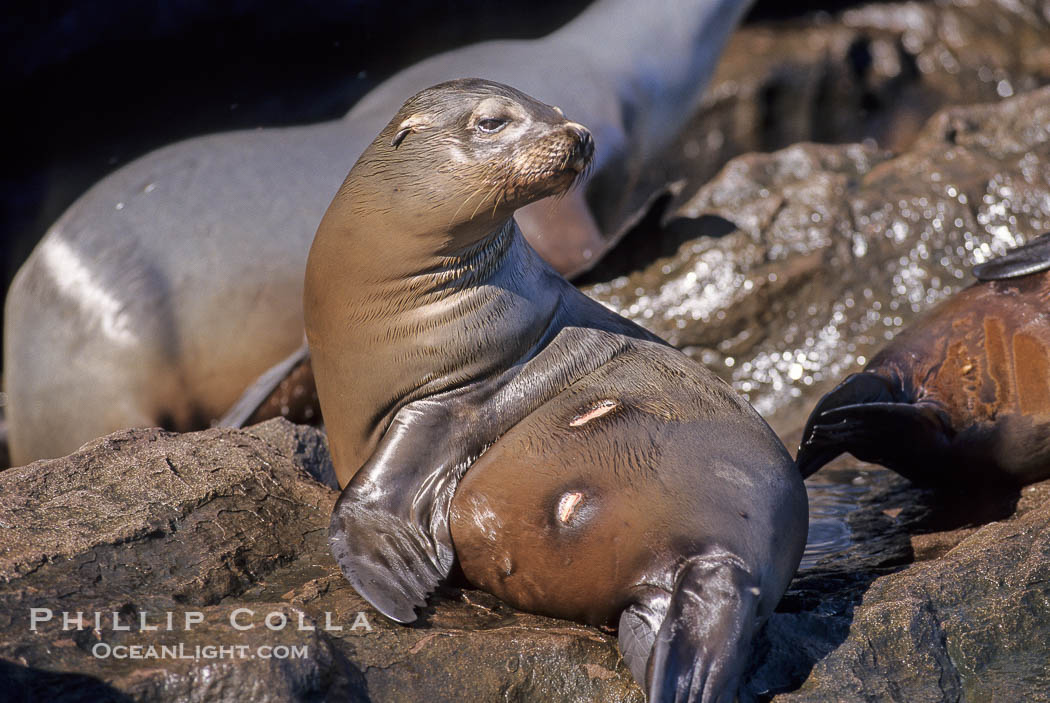 California sea lion, Coronado Islands., Zalophus californianus, natural history stock photograph, photo id 02927