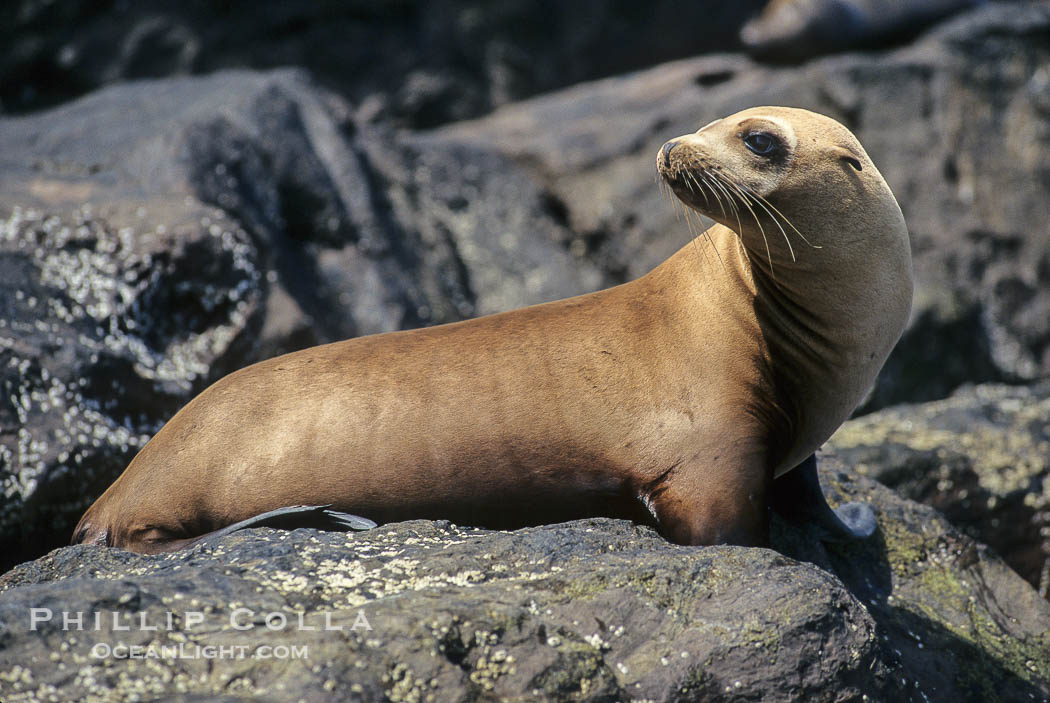 California sea lion., Zalophus californianus, natural history stock photograph, photo id 02931