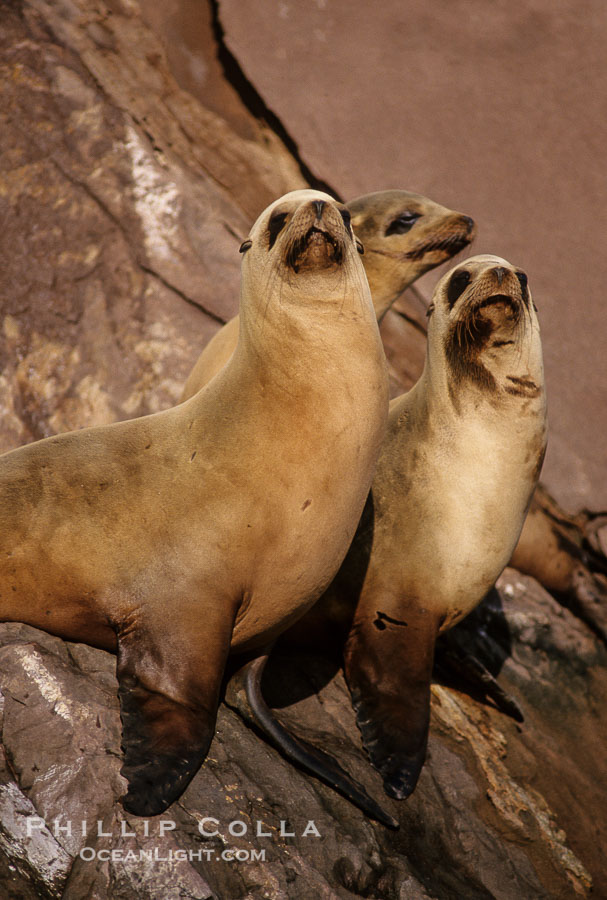 California sea lions, Coronado Islands., Zalophus californianus, natural history stock photograph, photo id 02935