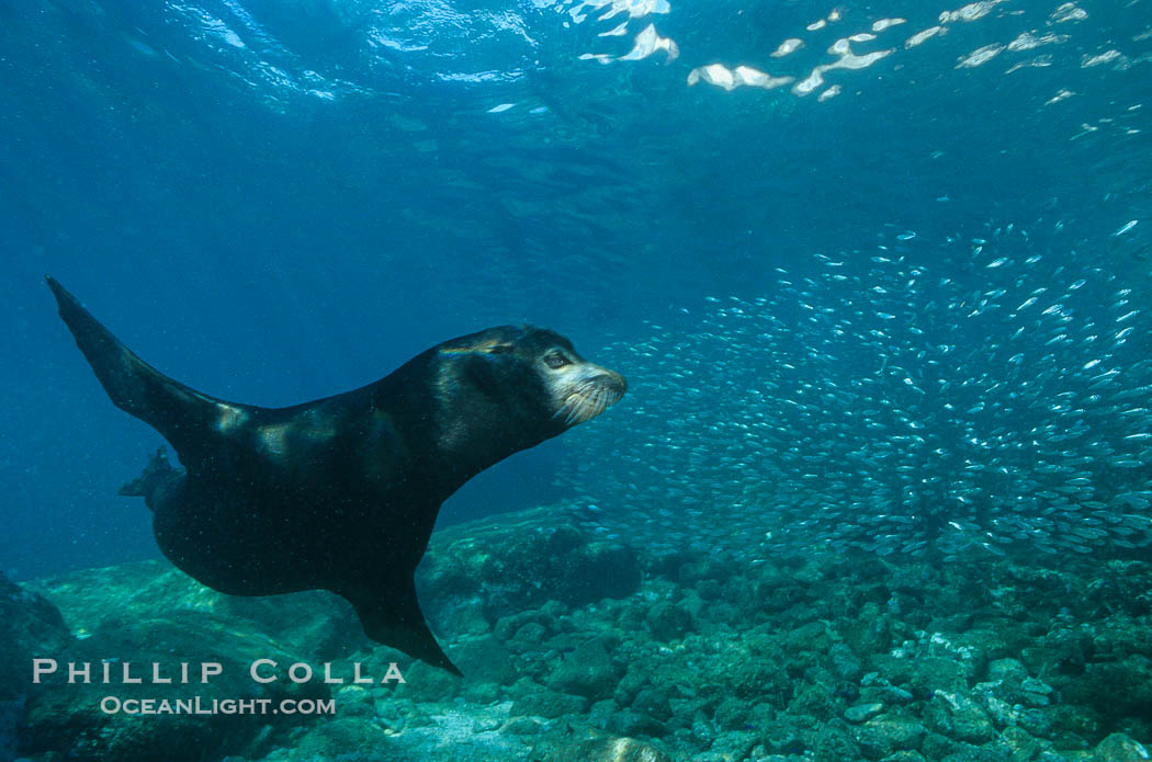 California sea lion, Sea of Cortez., Zalophus californianus, natural history stock photograph, photo id 02955