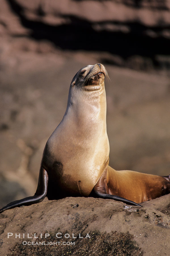 California sea lion, Baja California., Zalophus californianus, natural history stock photograph, photo id 05019
