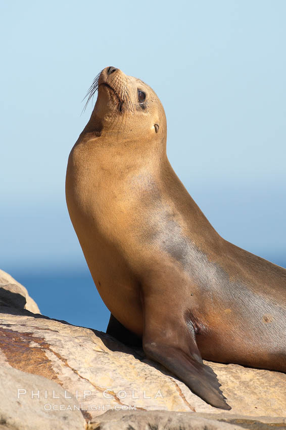 California sea lion, adult female, Zalophus californianus, La Jolla