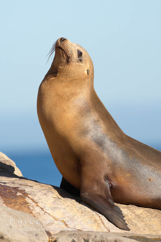 California sea lion, adult female. La Jolla, USA, Zalophus californianus, natural history stock photograph, photo id 18539