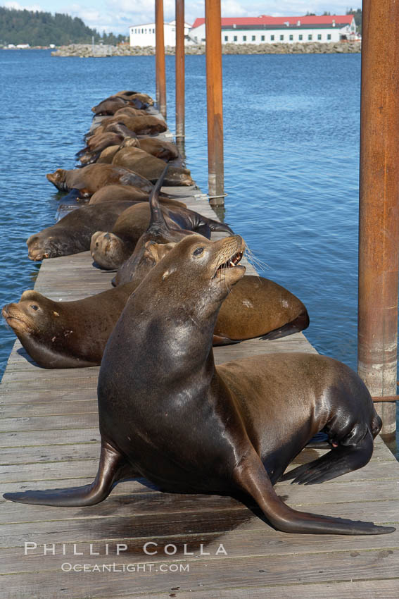 Sea lions hauled out on public docks in Astoria's East Mooring Basin.  This bachelor colony of adult males takes up residence for several weeks in late summer on public docks in Astoria after having fed upon migrating salmon in the Columbia River.  The sea lions can damage or even sink docks and some critics feel that they cost the city money in the form of lost dock fees. Oregon, USA, Zalophus californianus, natural history stock photograph, photo id 19431