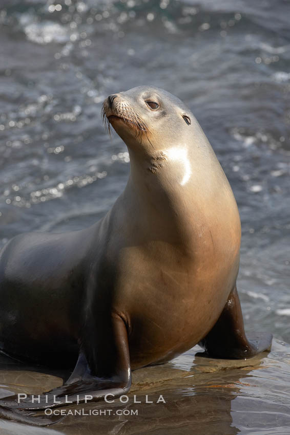 Sea lion portrait, hauled out on rocks beside the ocean, Zalophus californianus, La Jolla, California