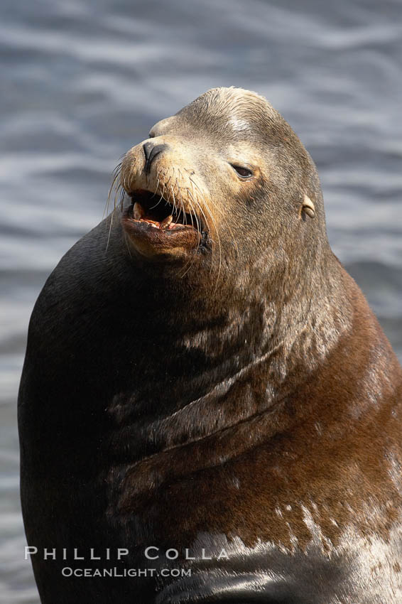 California sea lion, adult male. La Jolla, USA, Zalophus californianus, natural history stock photograph, photo id 20211