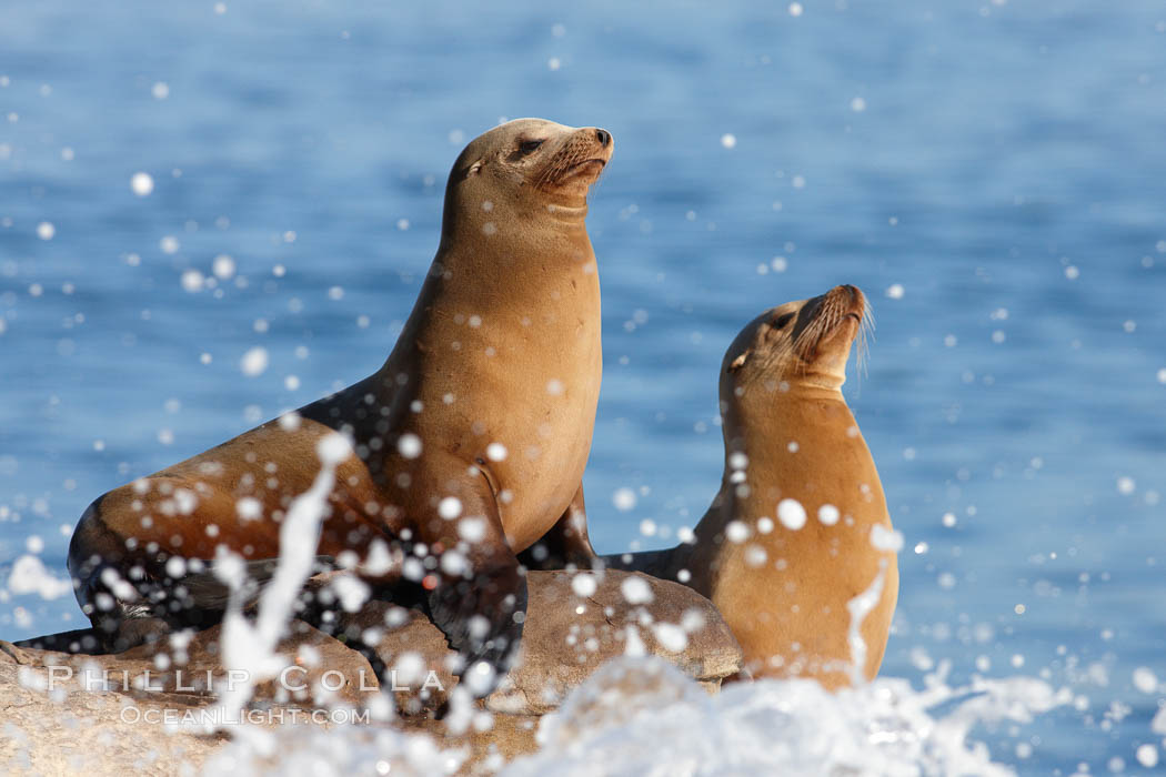 California sea lions, hauled out on rocks beside the ocean, resting in the sun, Zalophus californianus, La Jolla