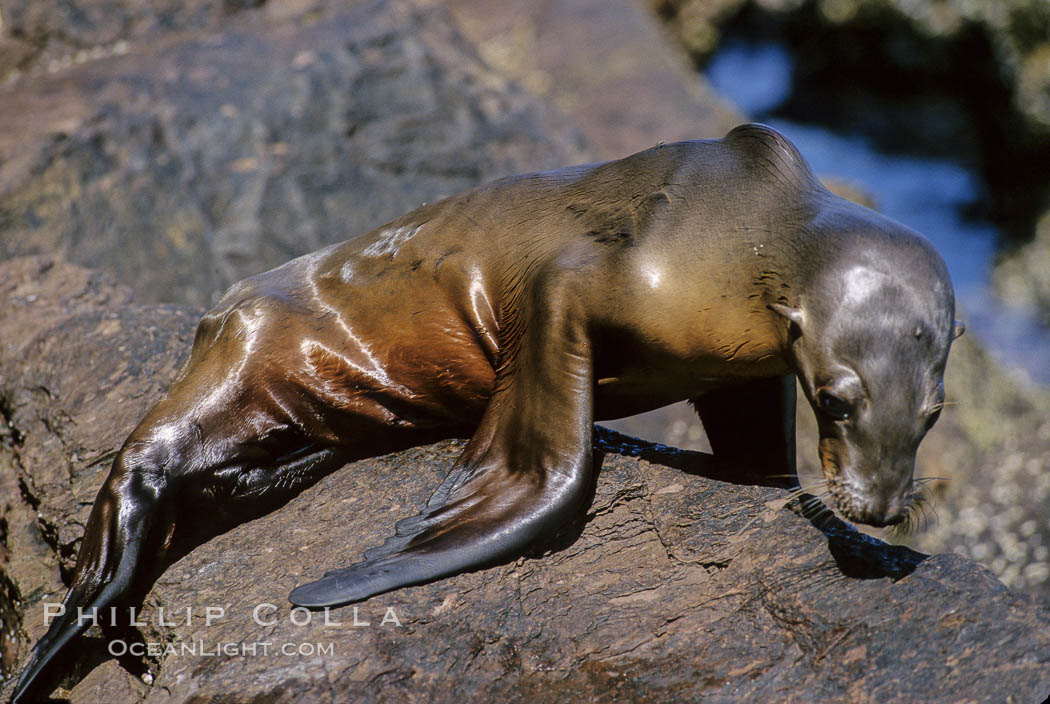 California sea lion pup starving during 1997-8 El Nino event, Coronado Islands. Coronado Islands (Islas Coronado), Baja California, Mexico, Zalophus californianus, natural history stock photograph, photo id 02417