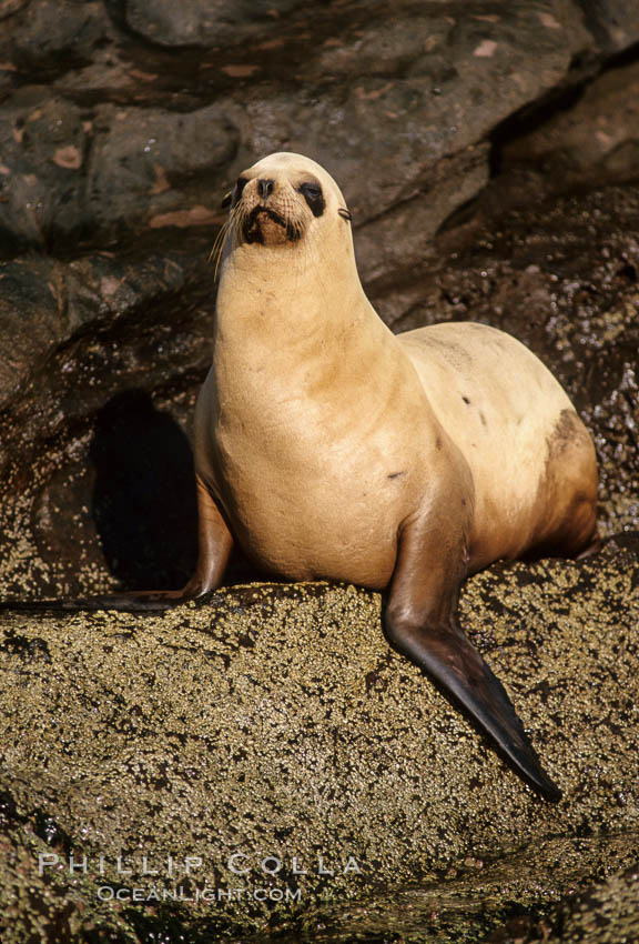 California sea lion, Coronado Islands. Coronado Islands (Islas Coronado), Baja California, Mexico, Zalophus californianus, natural history stock photograph, photo id 02925
