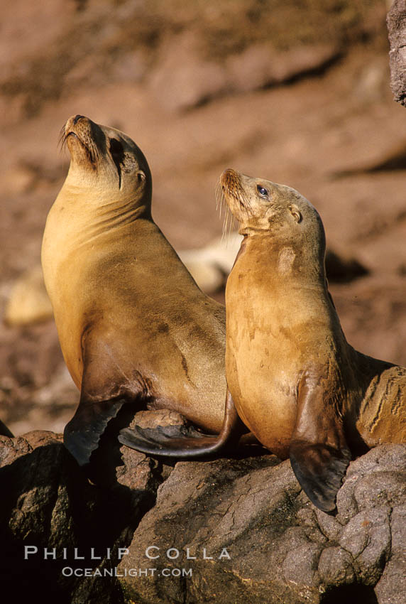 California sea lions, Coronado Islands. Coronado Islands (Islas Coronado), Baja California, Mexico, Zalophus californianus, natural history stock photograph, photo id 02933