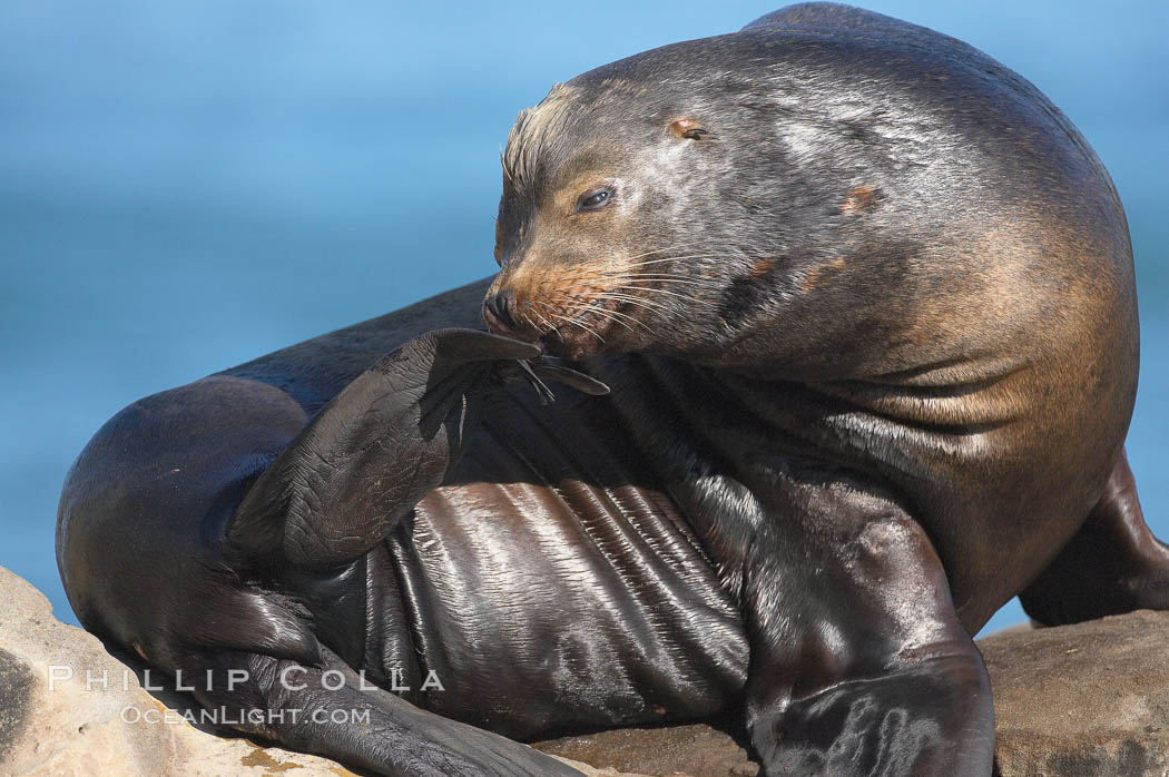 California sea lion, adult male, Zalophus californianus, La Jolla