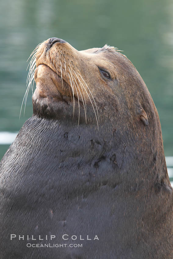 Sea lion head profile, showing small external ear, prominant forehead typical of adult males, whiskers.  This sea lion is hauled out on public docks in Astoria's East Mooring Basin.  This bachelor colony of adult males takes up residence for several weeks in late summer on public docks in Astoria after having fed upon migrating salmon in the Columbia River.  The sea lions can damage or even sink docks and some critics feel that they cost the city money in the form of lost dock fees. Oregon, USA, Zalophus californianus, natural history stock photograph, photo id 19429
