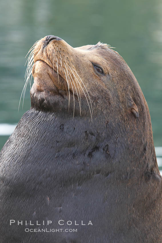 Sea Lion Head