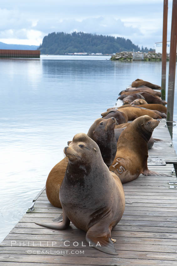 Sea lions hauled out on public docks in Astoria's East Mooring Basin.  This bachelor colony of adult males takes up residence for several weeks in late summer on public docks in Astoria after having fed upon migrating salmon in the Columbia River.  The sea lions can damage or even sink docks and some critics feel that they cost the city money in the form of lost dock fees. Oregon, USA, Zalophus californianus, natural history stock photograph, photo id 19437
