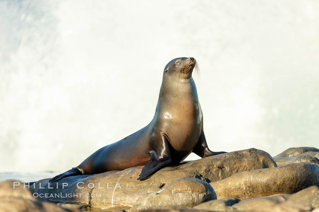 California Sea Lion Posing of Rocks in La Jolla, high surf crashing in the background. USA, natural history stock photograph, photo id 36594