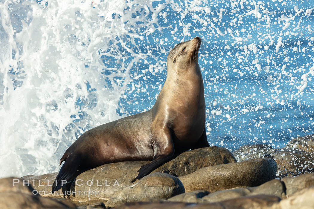 California Sea Lion Posing of Rocks in La Jolla, high surf crashing in the background. USA, natural history stock photograph, photo id 36602