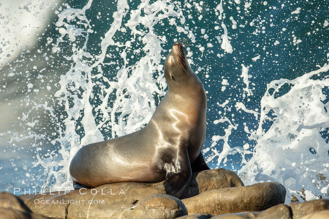 California Sea Lion Posing of Rocks in La Jolla, high surf crashing in the background. USA, natural history stock photograph, photo id 36596