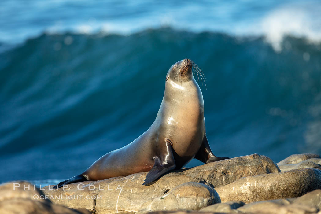 California Sea Lion Posing of Rocks in La Jolla, high surf crashing in the background. USA, natural history stock photograph, photo id 36591
