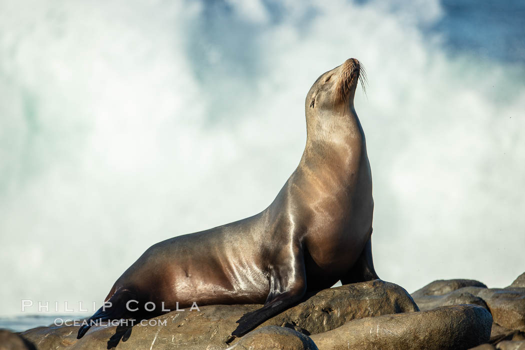 California Sea Lion Posing of Rocks in La Jolla, high surf crashing in the background. USA, natural history stock photograph, photo id 36599