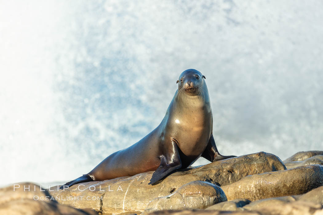 California Sea Lion Posing of Rocks in La Jolla, high surf crashing in the background. USA, natural history stock photograph, photo id 36593