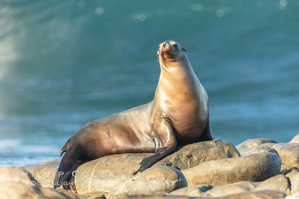 California Sea Lion Posing of Rocks in La Jolla, high surf crashing in the background. USA, natural history stock photograph, photo id 36601