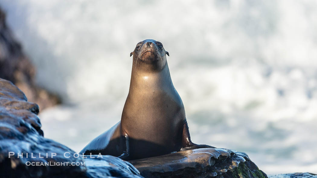California Sea Lion Posing of Rocks in La Jolla, near San Diego California., Zalophus californianus, natural history stock photograph, photo id 36609