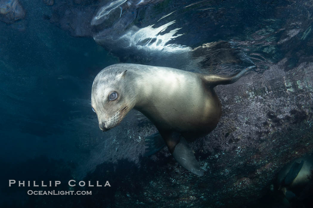 California sea lion pup at the Coronado Islands, Mexico, inquisitive of the photographer, underwater., Zalophus californianus, natural history stock photograph, photo id 38562
