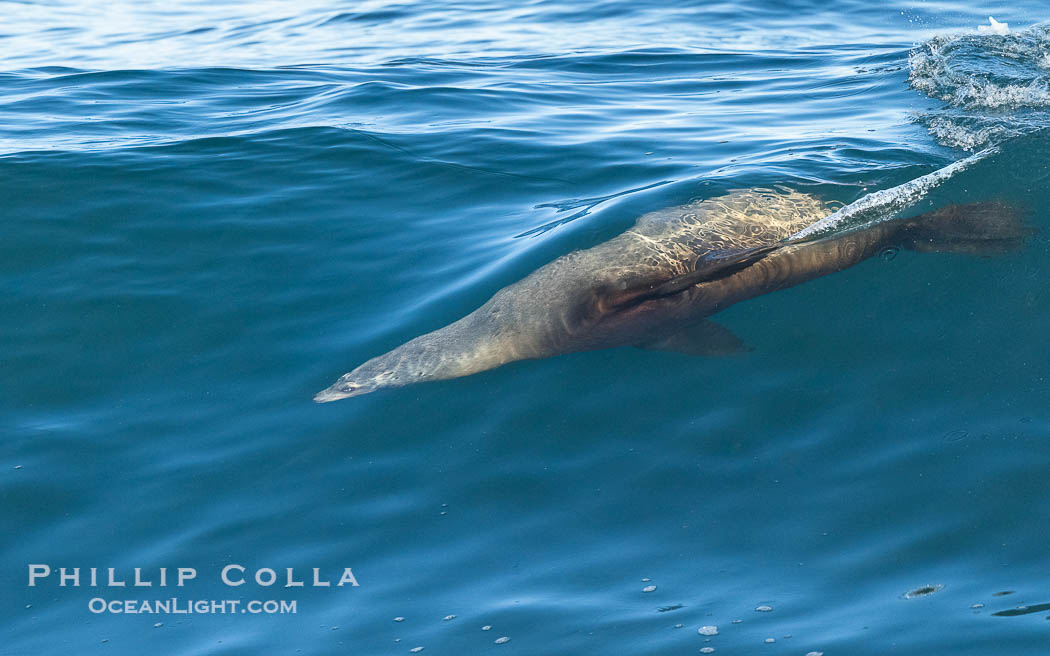 A California Sea Lion Surfing a Big Wave at La Jolla Cove, San Diego., Zalophus californianus, natural history stock photograph, photo id 40288