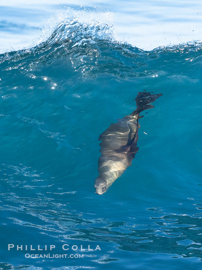 A California Sea Lion Surfing a Big Wave at La Jolla Cove, San Diego., Zalophus californianus, natural history stock photograph, photo id 40292