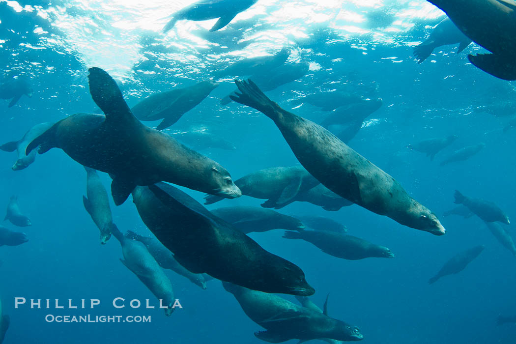 Large group of bachelor adult male California sea lions, underwater view, at Isla Las Animas near La Paz, Sea of Cortez, Baja California., Zalophus californianus, natural history stock photograph, photo id 27462