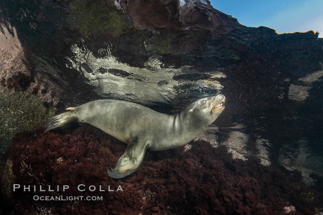 California Sea Lion Underwater, Coronado Islands, Baja California, Mexico. Coronado Islands (Islas Coronado), Zalophus californianus, natural history stock photograph, photo id 36494