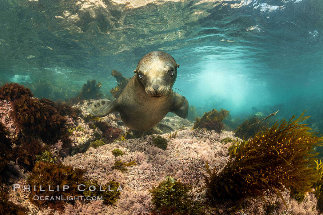 California Sea Lion Underwater, Coronado Islands, Baja California, Mexico. Coronado Islands (Islas Coronado), Zalophus californianus, natural history stock photograph, photo id 36475