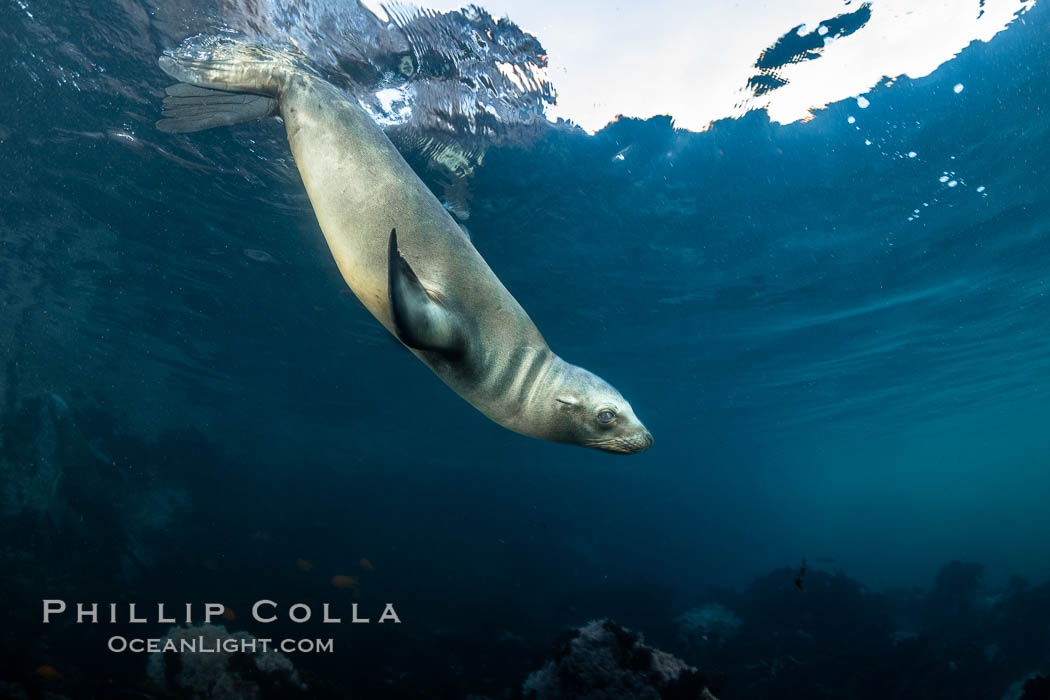 California Sea Lion Underwater, Coronado Islands, Baja California, Mexico. Coronado Islands (Islas Coronado), Zalophus californianus, natural history stock photograph, photo id 36495