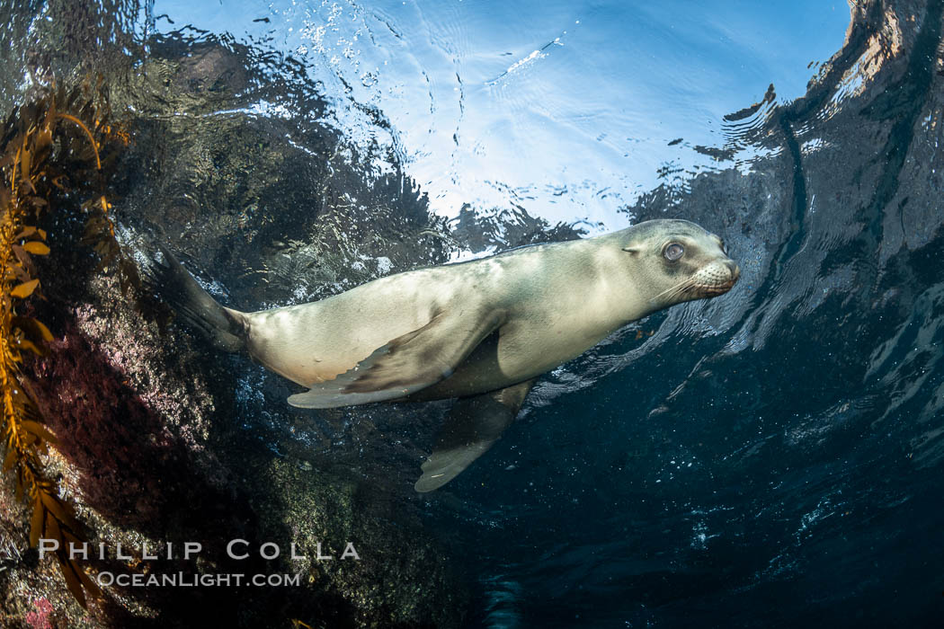 California Sea Lion Underwater, Coronado Islands, Baja California, Mexico. Coronado Islands (Islas Coronado), Zalophus californianus, natural history stock photograph, photo id 36477