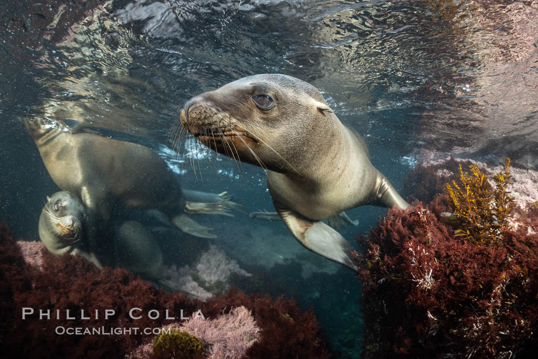 California Sea Lion Underwater, Coronado Islands, Baja California, Mexico. Coronado Islands (Islas Coronado), Zalophus californianus, natural history stock photograph, photo id 36533