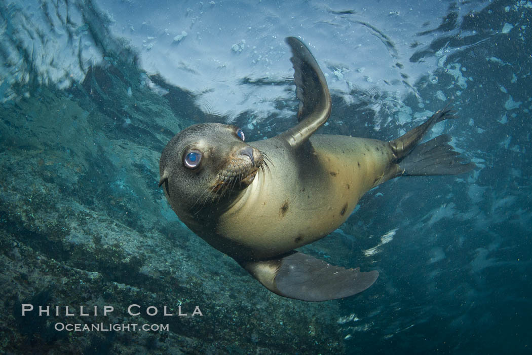 California sea lion underwater, Zalophus californianus, Sea of Cortez