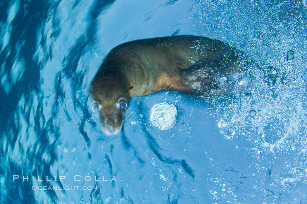 California sea lion underwater. Sea of Cortez, Baja California, Mexico, Zalophus californianus, natural history stock photograph, photo id 27426